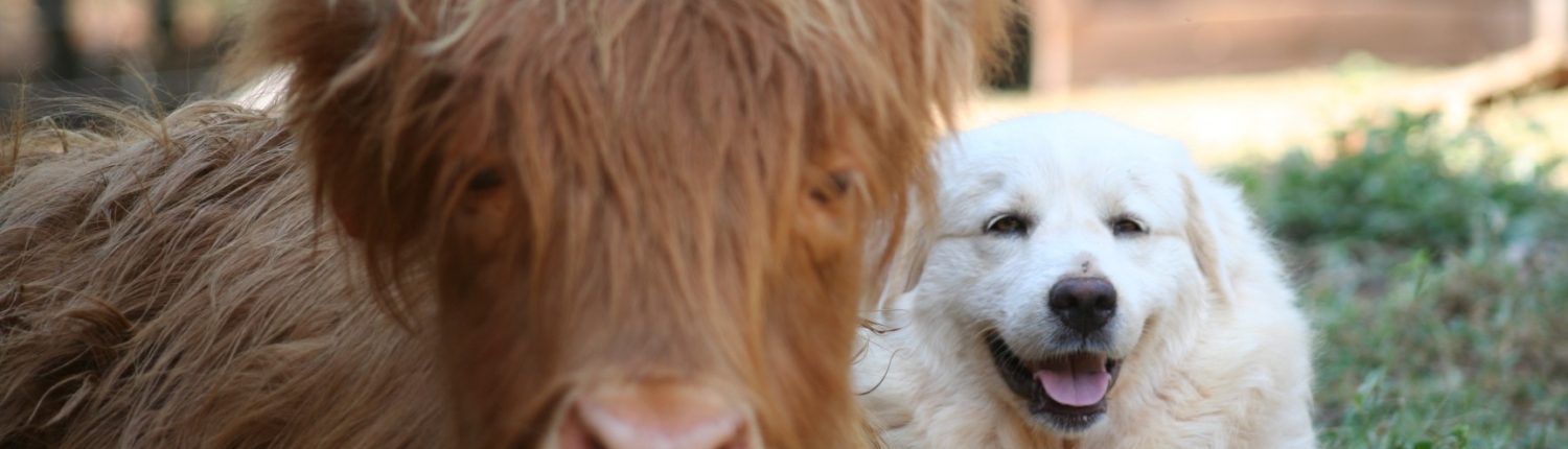 Cow and Dog