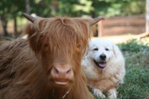 Cow and Dog