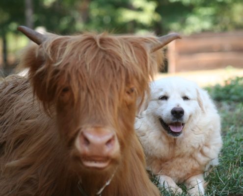 Cow and Dog