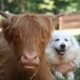 Cow and Dog