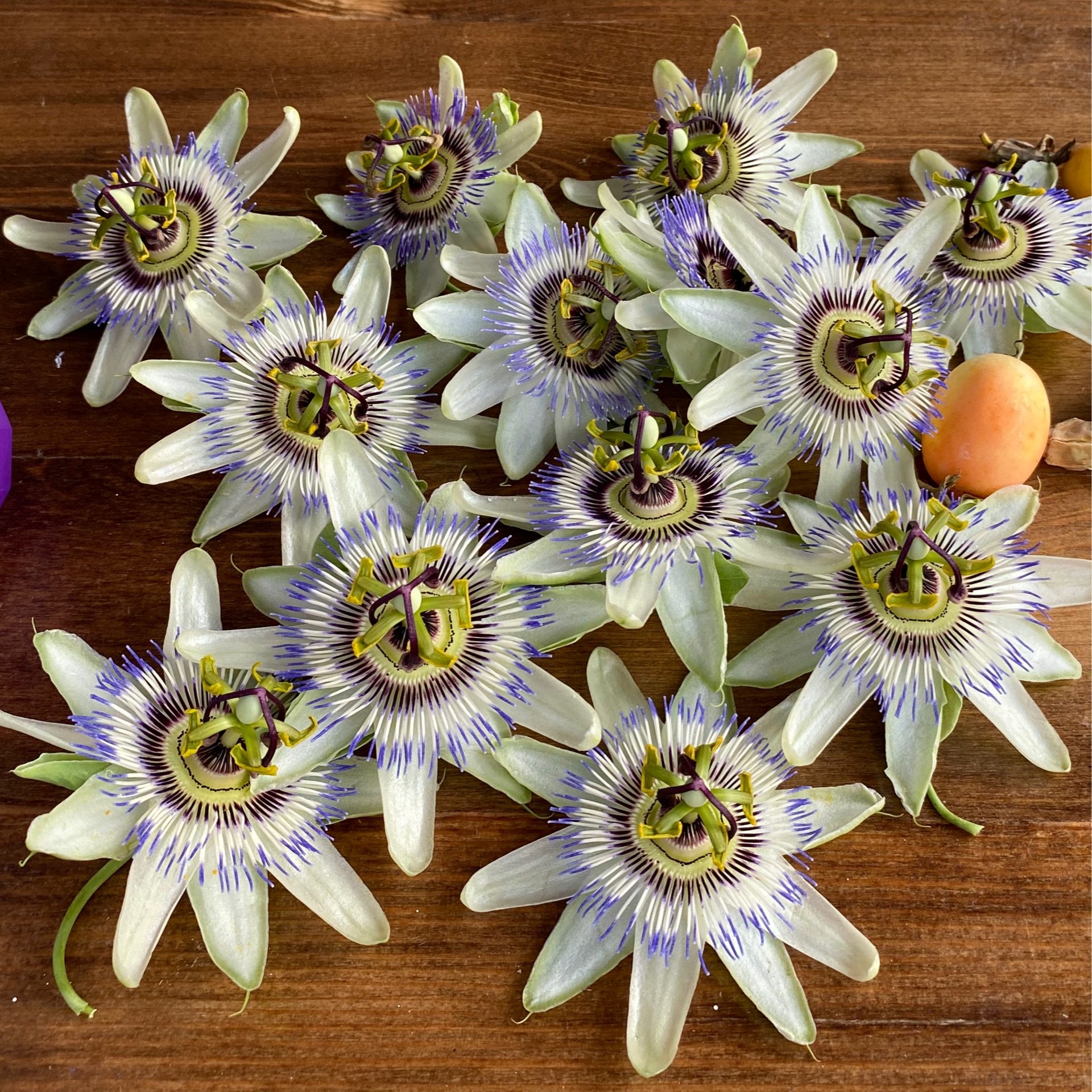 Passion Flower – New Beginnings Historic Farm