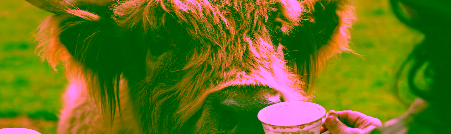 tea:highland